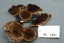 Phellinus laevigatus image